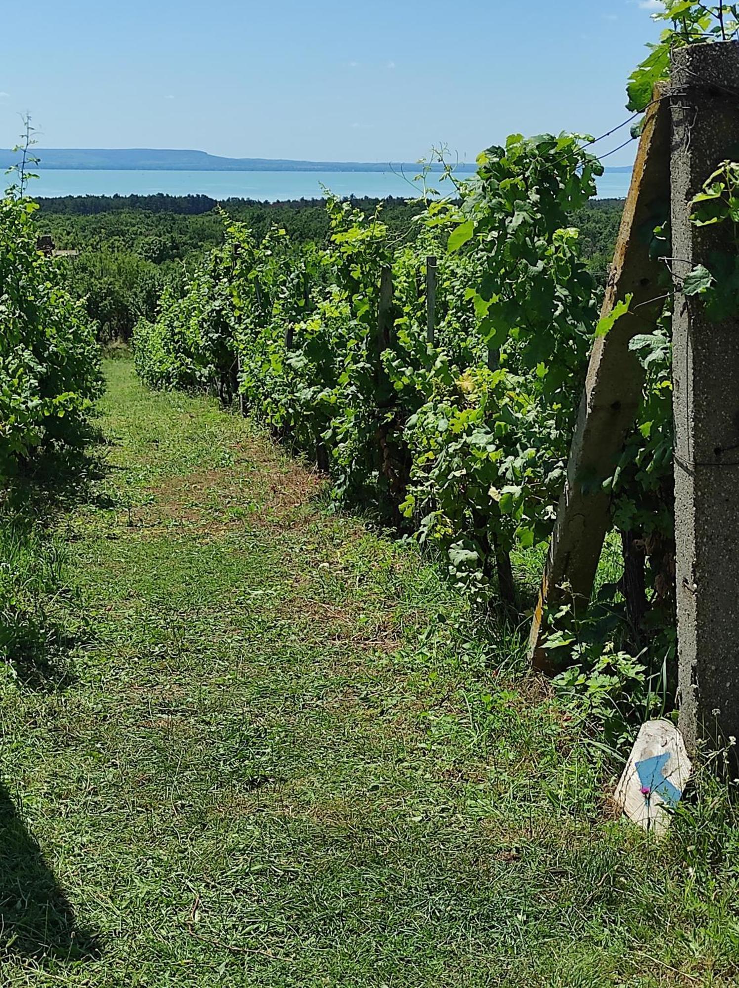 Napraszállás Vendégház Balatonakali Esterno foto